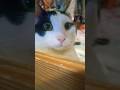 Кот Милашка.😻 #cat #питомцы #милота #кошка
