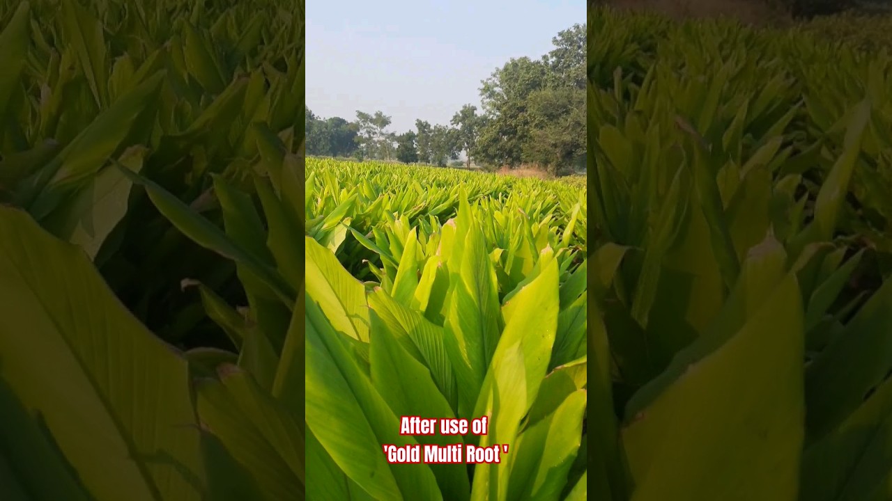 Result of Gold Multi Root in turmeric farm.