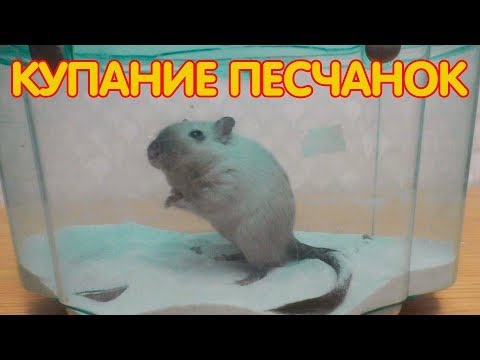 Вопрос: Как ухаживать за песчанками?