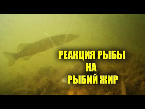 РЕАКЦИЯ РЫБЫ НА РЫБИЙ ЖИР, ПОДВОДНОЕ ВИДЕО, РЕАКЦИЯ ХИЩНИКА ОКУНЯ И ЩУКИ!