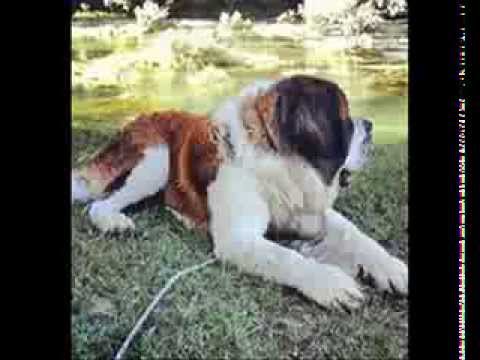 St Bernard Growth Chart In Pounds