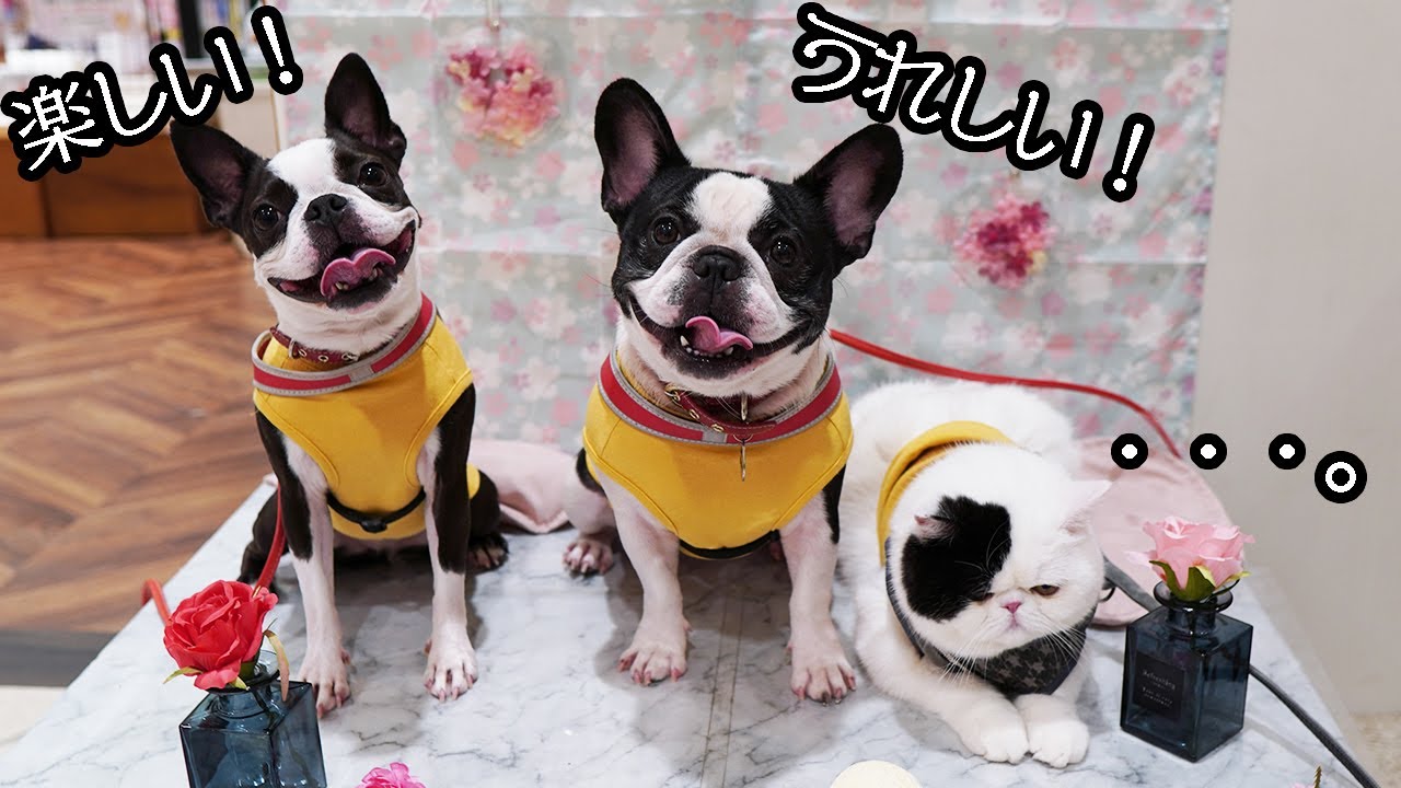 お台場ヴィーナスフォートの新ペットエリアに犬と猫と行ってきた！【フレンチブルドッグ・ボストンテリア・エキゾチックショートヘア】