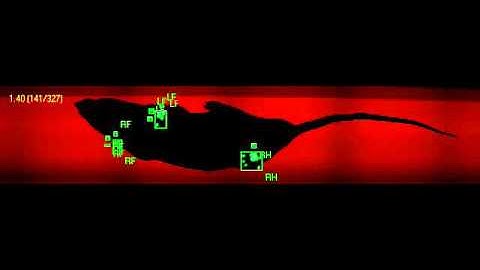 Catwalk gait pattern after rat sciatic nerve compression injury (Hydrogel + Steroid).