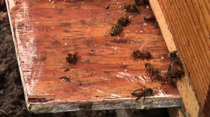 zepf bees one week old