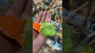 #parrot #knowledge #talkingparot #facts_bangla #shorts #facts #fact360bd #lovebirds #birds #viral