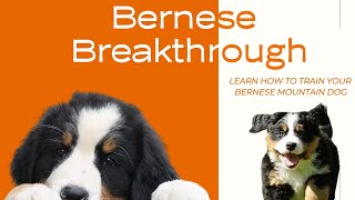 Bernese Mountain Dog | Essential Training Tips for Your Bernese Mountain Dog