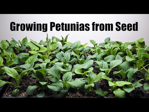 Video: Hoe Trapsgewijze Petunia-zaailingen Te Voeren?