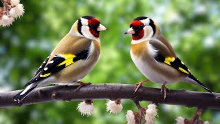 Birds singing continuously for 10 hours: Relaxing Natural Sounds, Relieve Stress, Deep Sleep