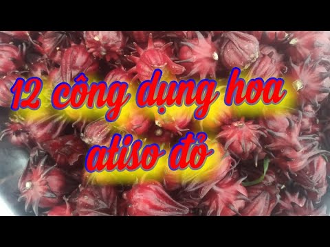 Video: Chữa Bệnh Mứt Hoa Cà