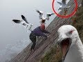 SEAGULLS Are Such FUNNY BIRDS - Cute And Funny Seagull Videos Compilation 2018 [BEST OF]