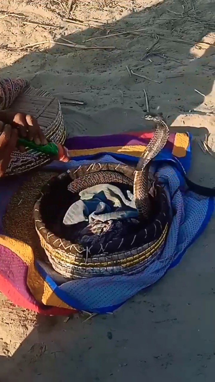 Black Cobra Snake in hand #snake #cobra #shorts #jogi - YouTube
