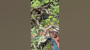 cắt tỉa lại cây me trên chậu xưa || châu ngọc vlog & bonsai