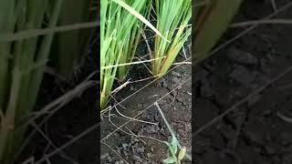 Pasang Setrum Sampai Keliang Tikus