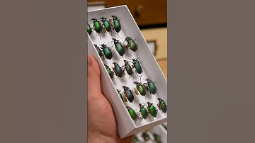Methods of Insect Preservation - Purdue Entomological Research Collection