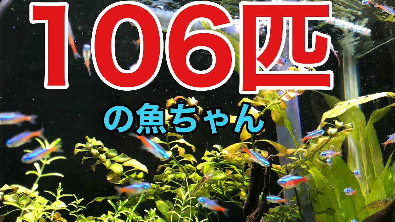 アクアリウム】ネオンテトラをドドーンと100匹導入します！グッピーと 