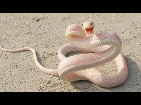 GIVEN WONGKAR | HELLO - ULAR BERBISA