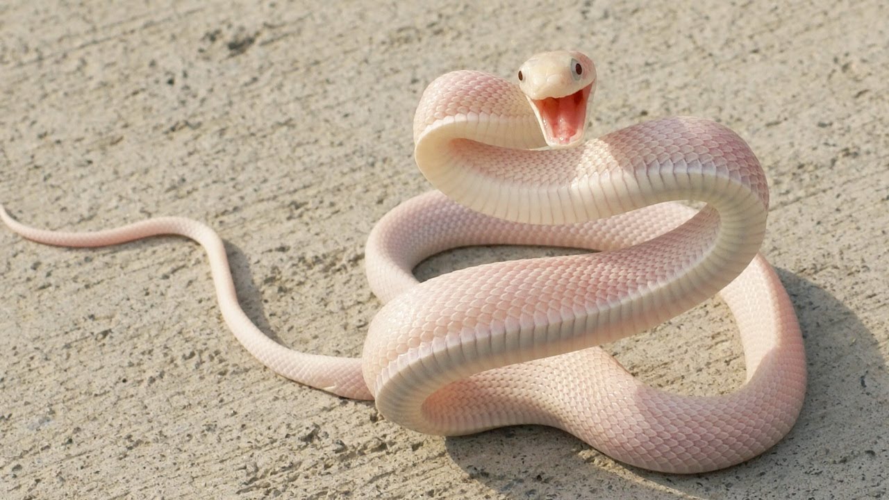 ULAR Berbisa PALING MEMATIKAN di Indonesia & Dunia