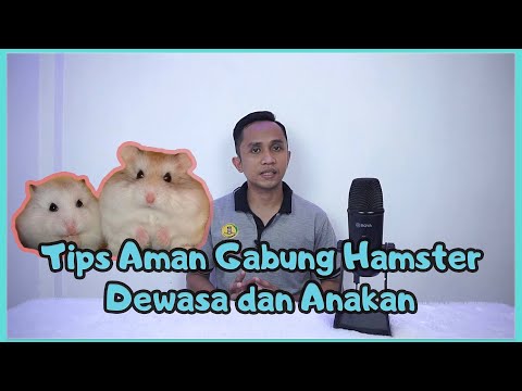 Video: Cara Merawat Hamster, Tikus, Gerbil, dan Tikus Bayi yatim piatu