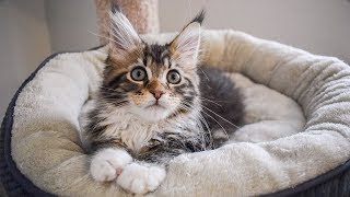 Maine Coon Kitten Molly Kneading and Going to Sleep (12 Weeks)