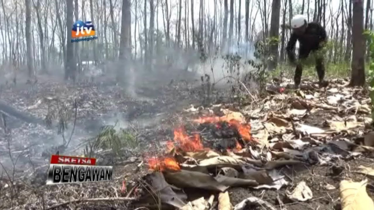 Kawasan Hutan Jati KPH Tuban Kembali Terbakar Sketsa Bengawan