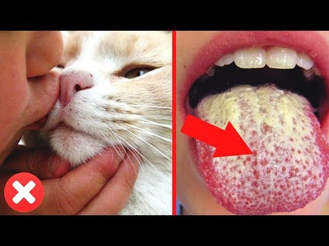 Видео: Безопасно ли целовать собаку? Безопасно ли целовать кошку?
