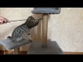 How to train a cat to a scratching post. Як привчити кішку до кігтеточки .