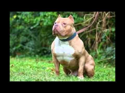 image de chien pitbull 2015