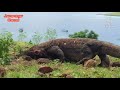 Komodo Dragon Eat Wild Boar