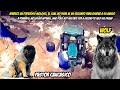 Pastor Caucásico Salva a un Husky Siberiano de un Lobo | Caucasian Shepherd vs Wolf