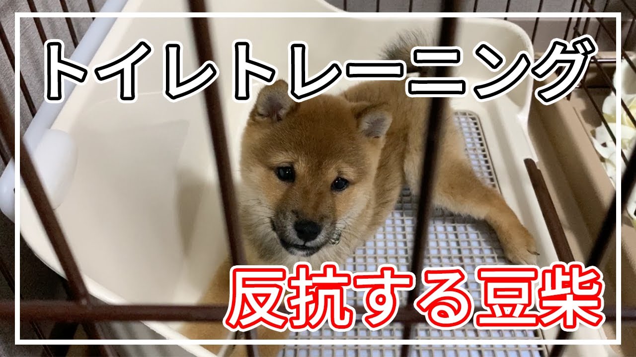 【豆柴】トイレトレーニング中に発狂！！！からの爆睡www【子犬】柴犬ころVLOG・shiba inu puppy