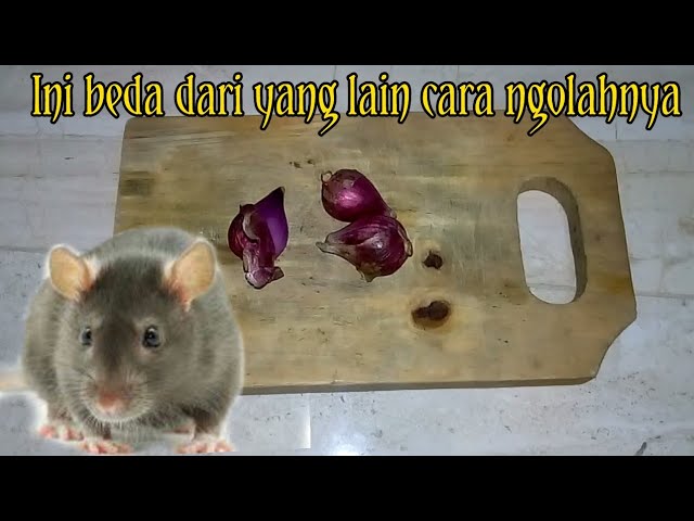 Cara mengusir tikus atau curut