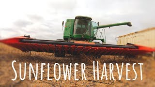 SUNFLOWER HARVEST 🌻- Franco Fabril S.A. Header