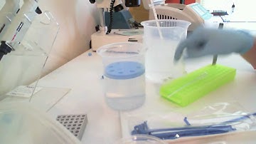 Cloning a Fluorescent Gene - Chapter 4: Transformation