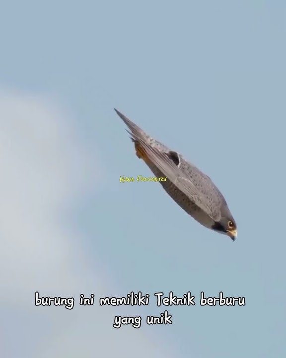 Fakta Unik Peregrine Falcon Hewan Tercepat di Dunia #falcon #elang #alapalap