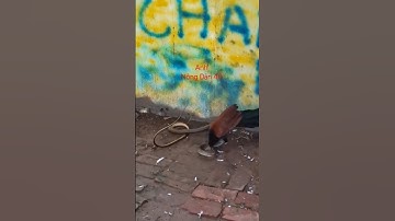 chim bìm bịp là khắc tinh của các loài rắn độc #snake #shortvideo #dongvat #shots #chimsanmoi