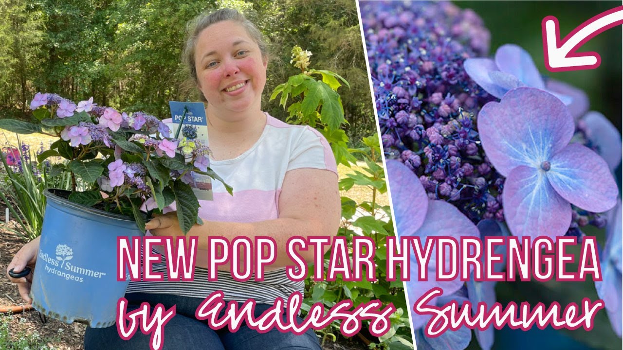 NEW Lace Cap Hydrangea Pop Star by Endless Summer (PLUS Bloomstruck, Summer  Crush & Twist & Shout!)