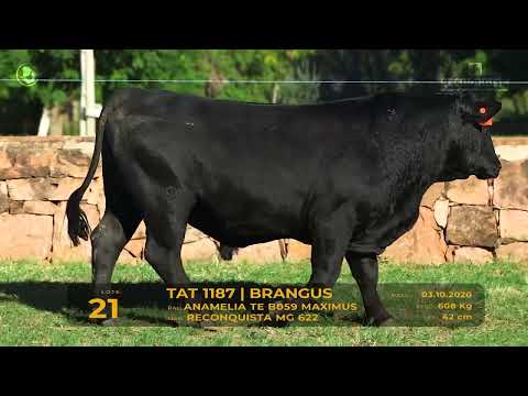 LOTE 21 - TAT 1187 Brangus