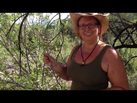 Medicinal Minute: Black Walnut (Juglans spp.)