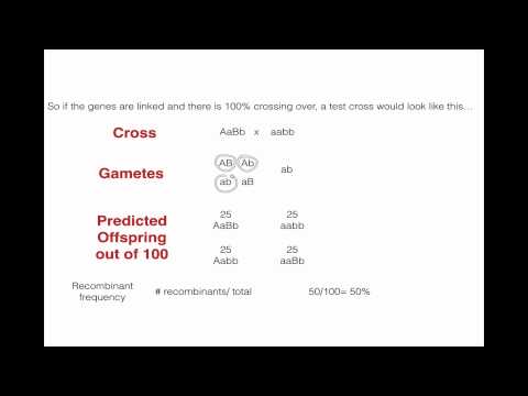 Recombination Frequency and Linked Genes