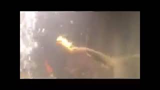 dinosaur eel eating goldfish heart out and guts