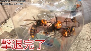 No55【スズメバチ対策】撃退！粘着シートと捕殺器