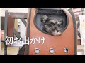 宇宙船バックから顔を出す子犬がかわいい【ミニチュアシュナウザー】