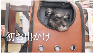 宇宙船バックから顔を出す子犬がかわいい【ミニチュアシュナウザー】
