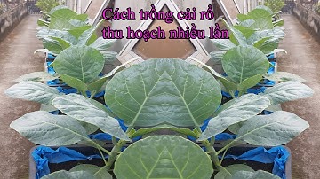 Cách trồng cải rổ NHANH LỚN, thu hoạch nhiều lần |How to grow vegetables quickly, harvest many times