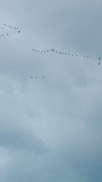 #fly #birds #sky #music