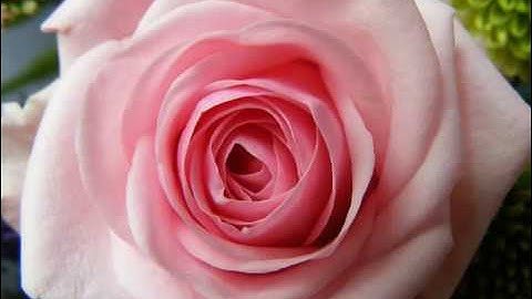 Surat As-Sajdah Full القارئ أحمد الحذيفي / حفص عن عاصم - سورة السجدة