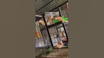 Fawn java🦜👍#subscribe #viral #shorts #youtubeshorts #shortsfeed #shortvideo #shortsviral