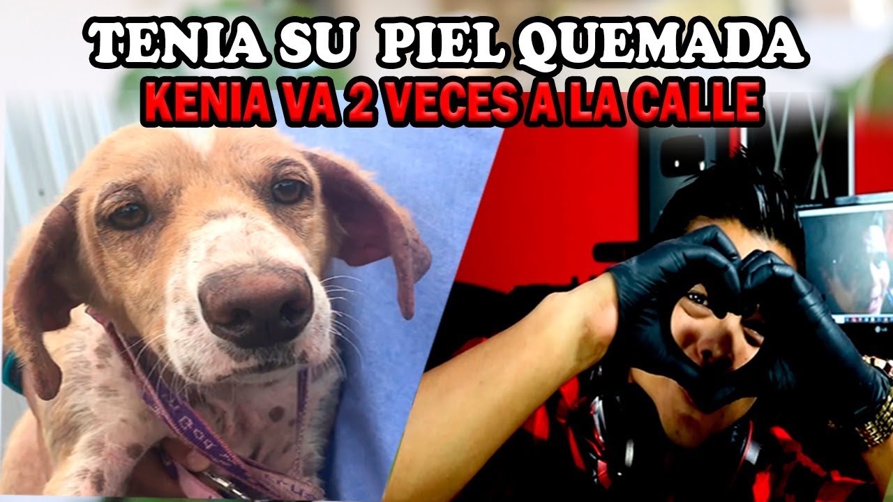 KENIA A LA CALLE LA ADOPTAN Y LA TIRAN A LA CALLE RESCATO PERROS YouTube KENIA A LA CALLE LA ADOPTAN Y LA TIRAN A LA CALLE RESCATO PERROS YouTube