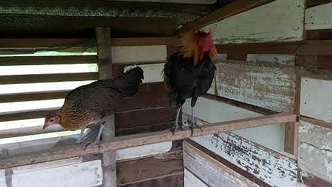 Qaib dib noob qaib txaij Luangprabang.