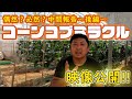 【土壌改良材】コーンコブミラクルは偶然？必然？映像公開